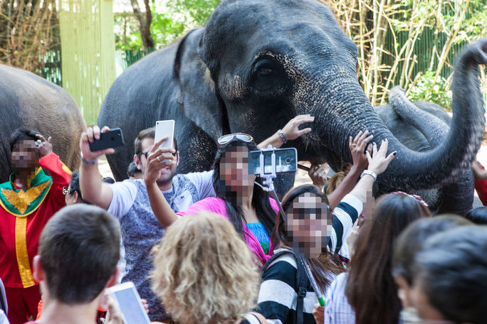Elephant mobbed by tourists in Thailand