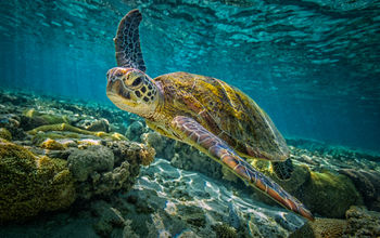 Green sea turtle, sea turtle, ocean, Great Barrier Reef, coral reef, conservation