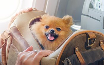 Pomeranians, dogs, canines, pets, carriers, bags, airplanes, planes